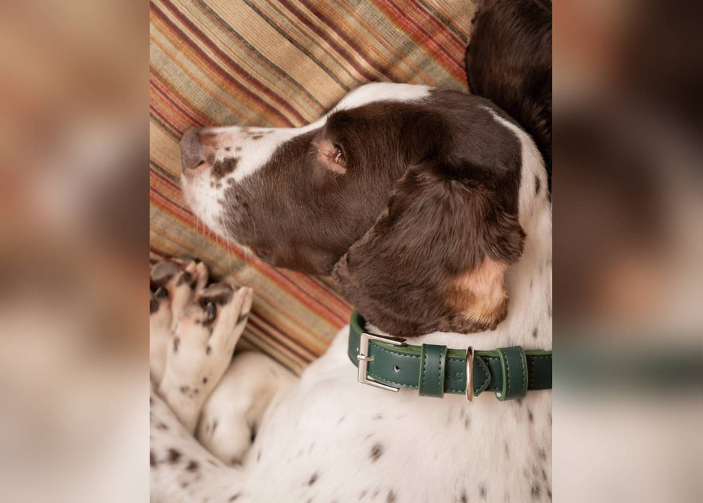 Luxury Vegan Leather Dog Collar | Eco-Friendly, Water-Resistant | Green