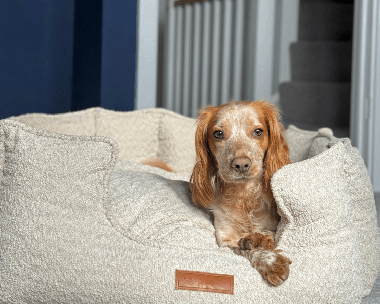 Luxury Boucle Dog Bed | Orthopaedic, High Wall | The Cotswold | The Hound & Dane